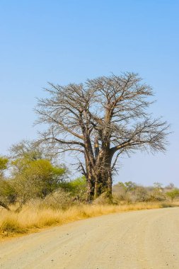 Baobab toprak yol boyunca Kruger Park