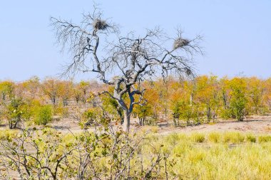 Kruger park yuva Savannah ağaç üzerinde