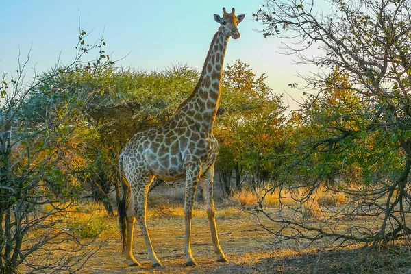 夕日を見てクルーガー パーク サウス アフリカでキリン — ストック写真