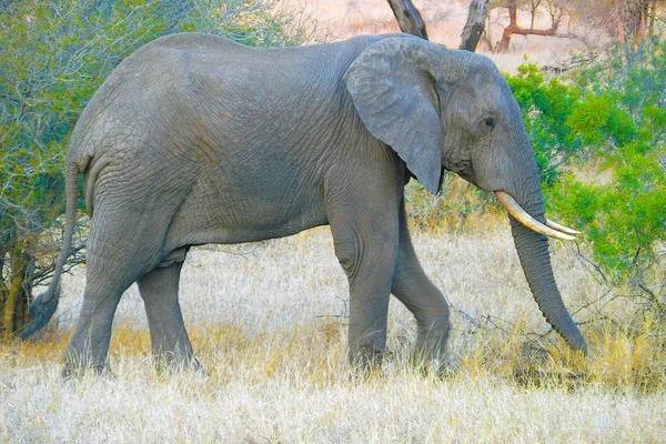 Éléphant dans le parc national du Kruger — Photo