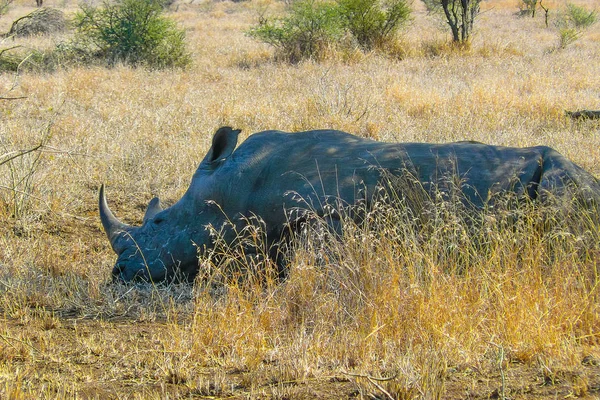 Сірий носоріг в парк Крюгер — стокове фото