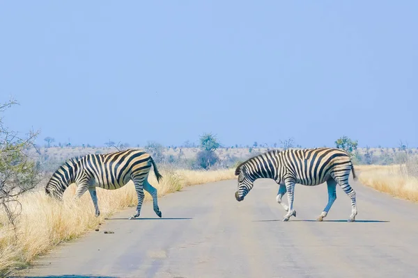 Zèbres traversent la route du parc Kruger — Photo