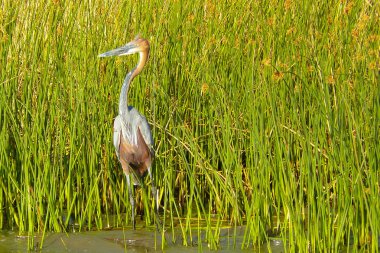 nehir kıyısında gri balıkçıl
