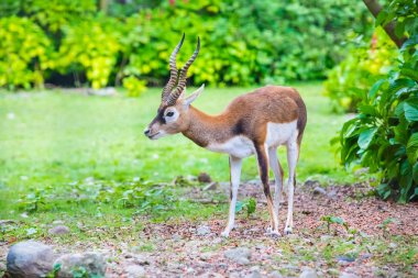 antilop blackbuck portait