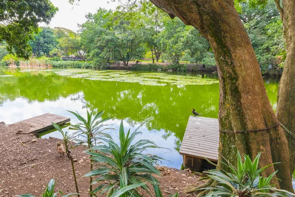 Jezioro ogród botaniczny w Medellin, Kolumbia — Zdjęcie stockowe