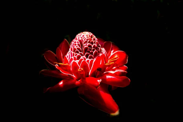 Red ginger flower Colombia — Stock Photo, Image