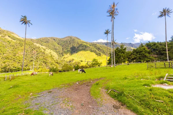 Vacas pastando en el valle del Cocora Salento — Foto de Stock