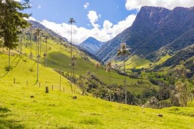 balmumu avuç içi, Cocora Vadisi: Salento