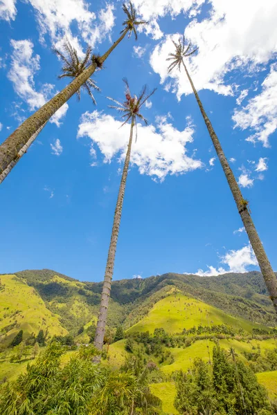 Palmeras vistas desde debajo del valle del Cocora — Foto de Stock