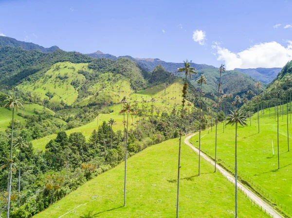 Пальмы в долине Кокора Саленто вид с воздуха — стоковое фото