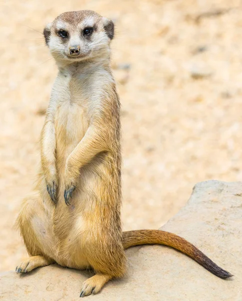 Portrait of suricate in nature — Stock Photo, Image