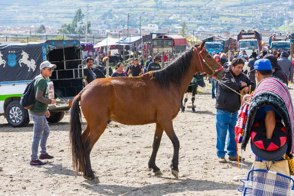 Cavalo no mercado animal Otavalo — Fotografia de Stock