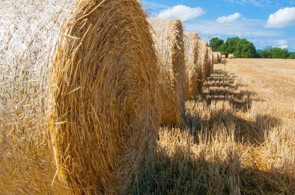 Balíky sena, sušení na slunci — Stock fotografie