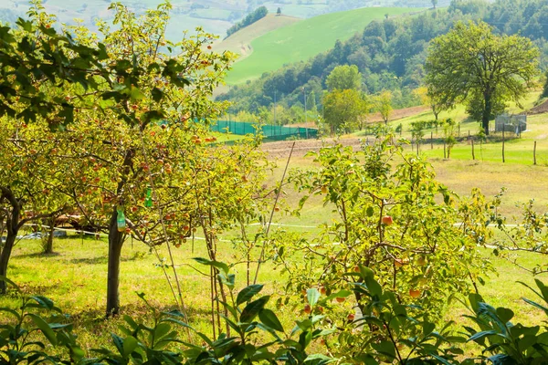 Macieiras nas colinas de Reggio Emilia — Fotografia de Stock