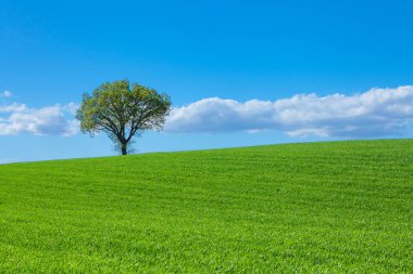 ağaç izole mavi gökyüzü ile yeşil çimenlerin üzerinde