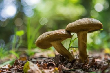 Ormandaki mantarlar kapanıyor.