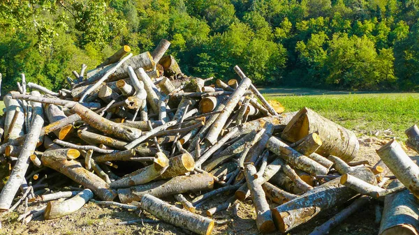 Deforestation for firewood — Stock Photo, Image