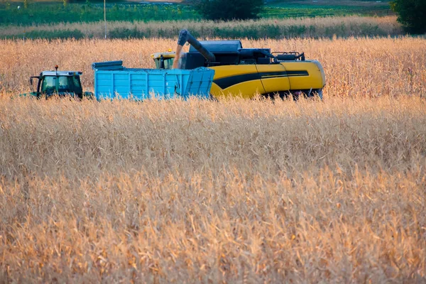 Harvester unloads the harvested wheat at sunset — Stock Photo, Image