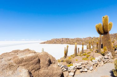 Bolivya Uyuni Incahuasi Adası panoramik manzarası