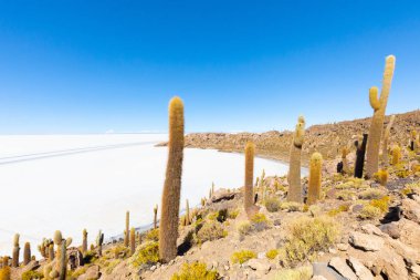 Bolivya Uyuni Incahuasi adası bakışı