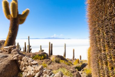 Bolivya Uyuni Incahuasi Adası kaktüsü ve volkan manzarası