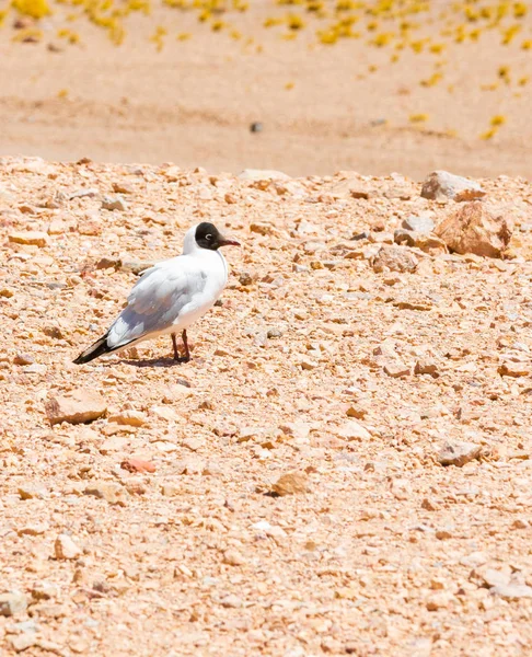Chile Atacama desert wild bird