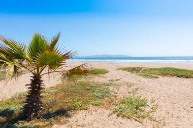 Şili La Serena sahildeki küçük palmiye ağacı