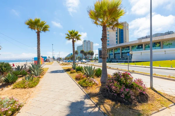 Chili Coquimbo palmbomen en bloemen aan het water pad — Stockfoto