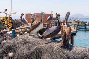Şili Coquimbo pelikanları balık ağlarında