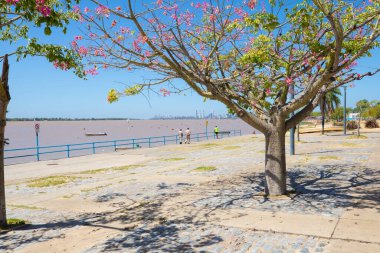 Rosario Arjantin 27 Şubat 'ta Güney Rosario' nun Parana nehir kıyısında çiçek açan ağaçlarla dolu bir yaya bölgesi. Çekim 23 Şubat 2020
