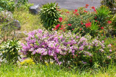 Panama Boquete doğadaki tropikal bitkiler ve çiçekler