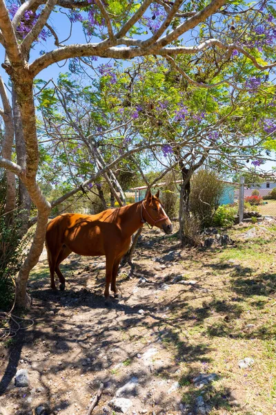 コスタリカ午後には木の陰で馬 — ストック写真