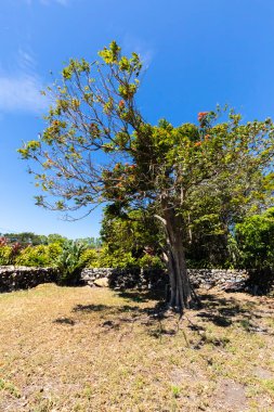 Kosta Rika Orosi Malinche ağacı güneşli bir günde çiçek açtı