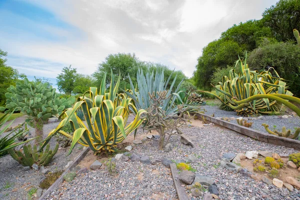 Argentina Cordoba American Agave Garden Panoramic View — Stock Photo, Image