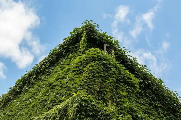 Bir köşede yeşil sarmaşık