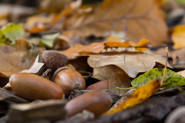 Meşe palamudu yere yakın çekim üzerinde 