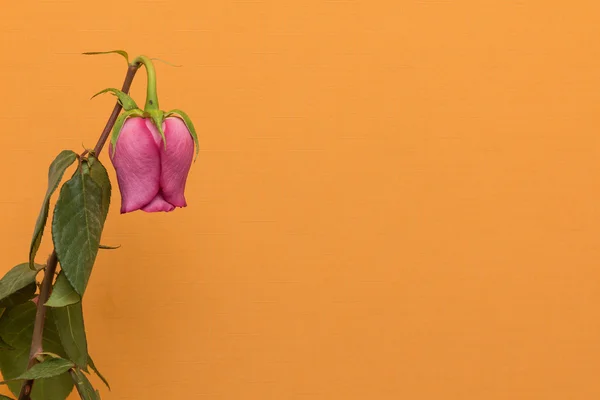 Solan gül çiçek turuncu zemin üzerine