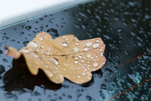 yaprak üzerinde yağmur damlaları