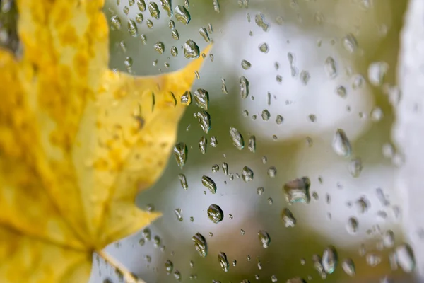 Sonbahar yaprak ve damla