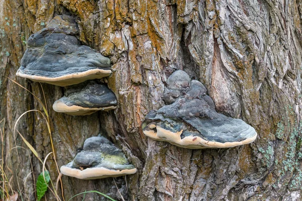 Ağaç mantar portre