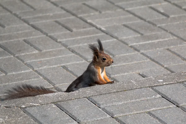 Neugieriges Eichhörnchen im Park — Stockfoto