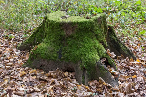 Çürümüş ağaç kütüğü moss ile