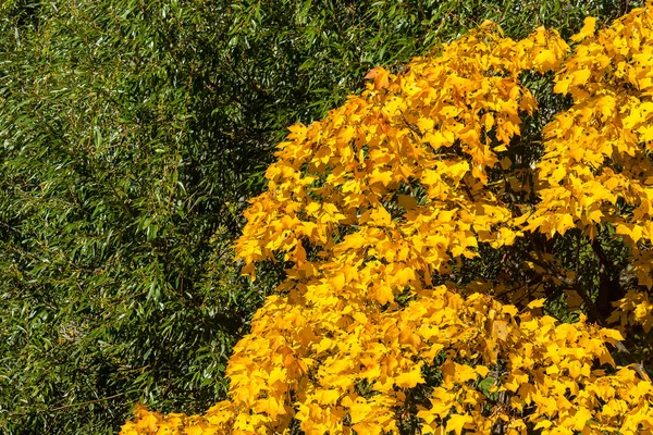 Yin und Yang im Herbst — Stockfoto