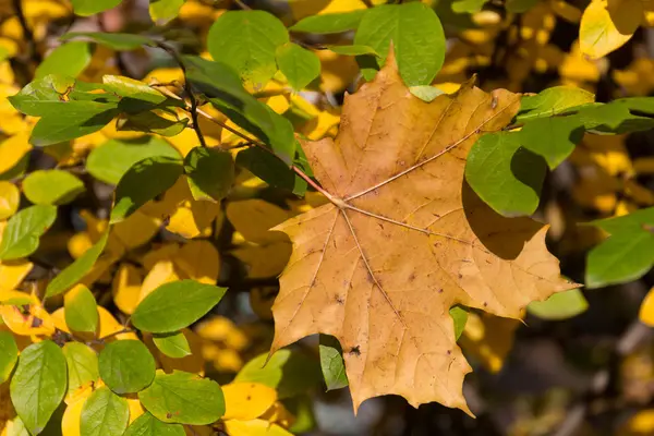 Sarı akçaağaç yaprak ve yeşil yaprakları