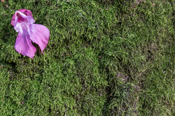 Yosun üzerinde çiçek