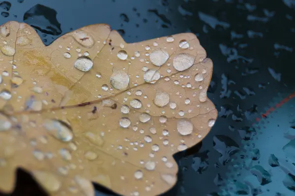 Sonbahar yaprak üzerinde yağmur damlaları closeup 