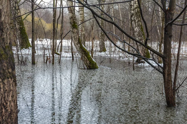 Doku erken Bahar orman suda eritin. Yeşil yosun ağaç üzerinde