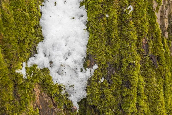 Yeşil yosun üzerinde son kar.