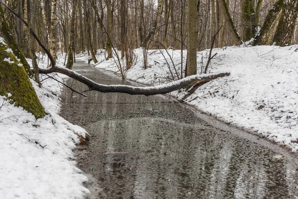 Orman creek, düşmüş ağaç, yeşil yosun