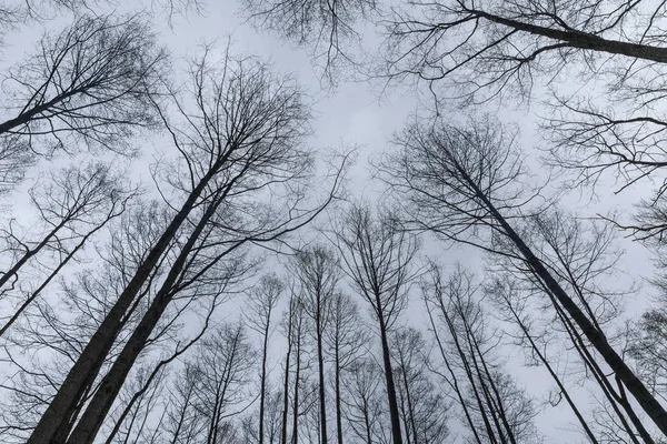 Ağaçların dalları kış gökyüzü karşı